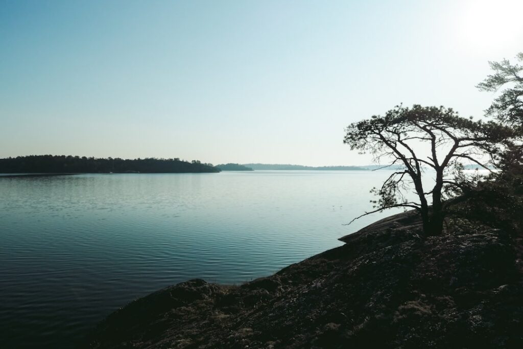 Pine trees overlooking a calm lake with a distant shoreline.
